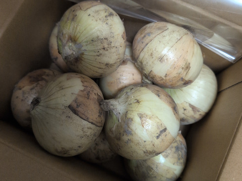 【リピート最多66回】プロのレシピ作りにも使われた、淡路島・うしろ農園の新玉ねぎ 3ｋｇ　【ひょうご安心ブランド認証】特別栽培　サラダ