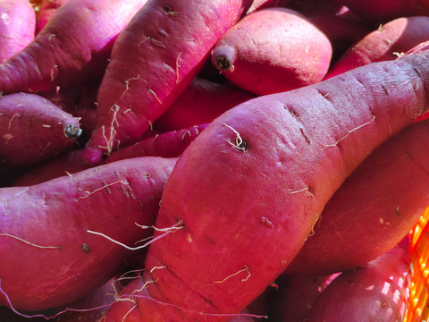 さつまいも生キャラメル 8個入×10袋