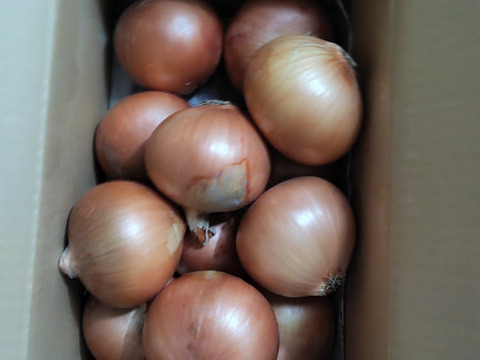 大地の恵み！淡路島完熟玉ねぎ🧅【シャーロットオニオン　輝玉（キラ玉✨）】(4kg)