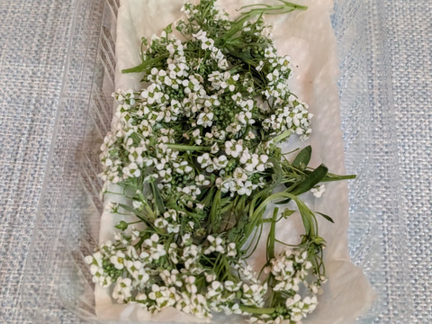 お料理を華やかに、アリッサム30房、エディブルフラワー