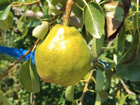 高貴な香り山形ラ・フランス【３Kg】