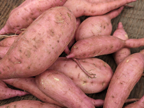 石蔵熟成 安納蜜いも　１ｋｇ　種子島産冷凍焼き芋