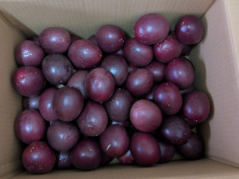 【たっぷりセット（家庭用）】日本最後の秘境トカラ列島から旬をお届けします！ 完熟パッションフルーツ 5kg（50〜70玉）