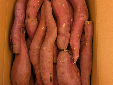 訳あり！熟成紅はるか　20kg  さつまいも