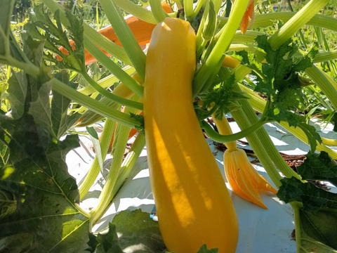 【淡路島 自然栽培 固定種 ズッキーニ】2キロ 無肥料 農薬不使用　サラダにお新香、グリルにソテー、緑色白ズッキーニ（UFO）食べ比べ