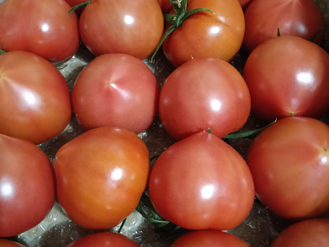 昔ながらのトマト🍅８０サイズ箱詰め(2S玉)
