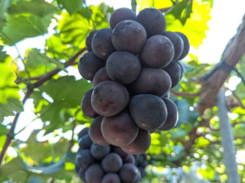 夏ギフト　エメラルドな輝き『シャインマスカット』&黒い葡萄『ナガノパープル』まるごと食べられるぶどう2房箱（一房約500g）