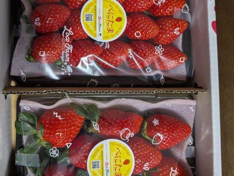 【今話題のいちご！】べにたま２５０ｇ×２パックーDXパックー