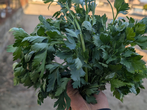 イタリアンパセリ　フレッシュ　100g