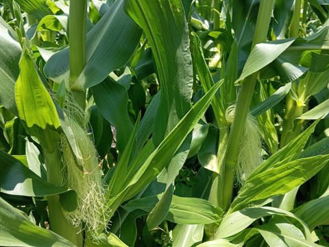 （予約）こりこり食感！？ひげ付きヤングコーン３０本入り