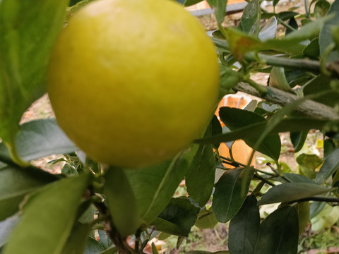 防腐剤、ワックス不使用　皮ごと使用  広島県産ライム　２kg(約25個入）おまけ付き