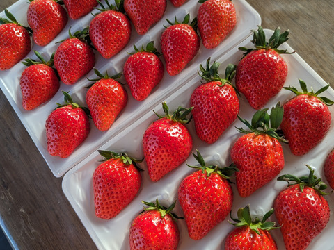 【大切な方への贈り物に】贅沢！食べ比べいちご 化粧箱入り400g×2トレー