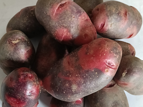 【随時出荷！】デストロイヤーたっぷり５キロ　ねっとり濃厚なじゃがいも〜雪室熟成〜別名グラウンドペチカ