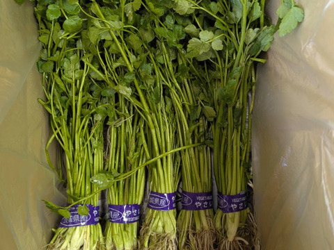 【クール便】歯応え抜群の根っこ付き！シャキシャキ食感！『茨城県産せり』120g×5束