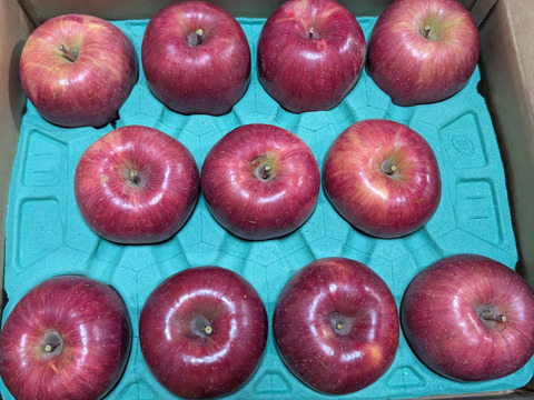 🏆りんごGP金賞受賞🏆【サステナりんご】信州安曇野産サンふじ家庭用5キロ（10〜20玉）🍎 ※化学合成農薬約60%削減