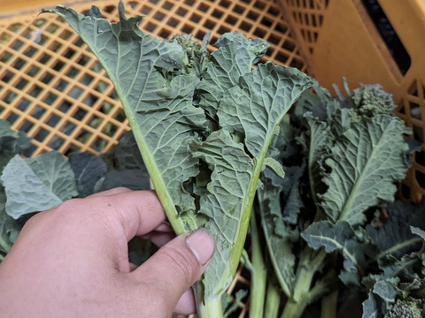 3月予約増量　【大好評😀】糖度が　グッ　とあがった　『春の茎ブロッコリー（アレッタ）』　1200g→1300g” from 名水の里　神奈川県秦野市