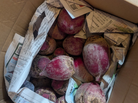 ビーツ6.0kg　☆先行予約商品☆通常価格の10%OFF