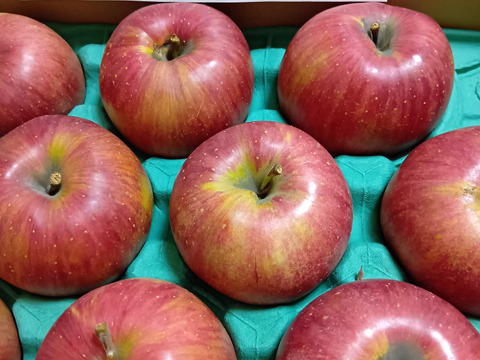完売【甘いりんご解禁です🍎】 シナノスイート 3キロ箱 6玉〜15玉