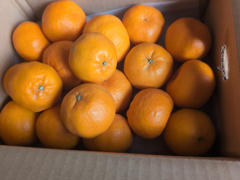 【濃厚な甘い香りとコク】ポンカン（２㎏・ご家庭用）