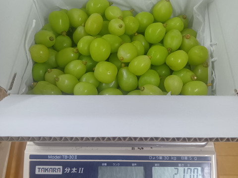 訳あり シャインマスカット(バラ2kg)：山梨県産のシャインマスカット