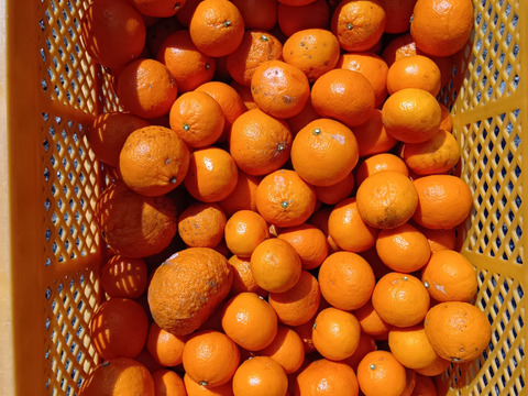 見た目は悪くても農薬は使わんモン！熊本の完熟農6号4kg　　　　　　　　　　　　　　　　　　　　　　　　（化学肥料不使用／農薬不使用）