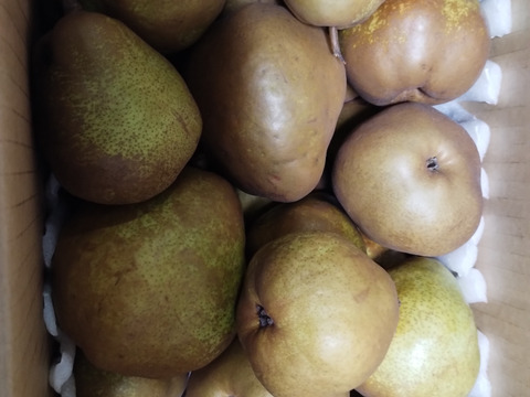 10月10日頃より発送開始！超スーパー訳あり規格外ラフランス5k箱込6キロ