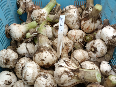 新鮮！青森出身の生産者が作った【にんにく】1kg