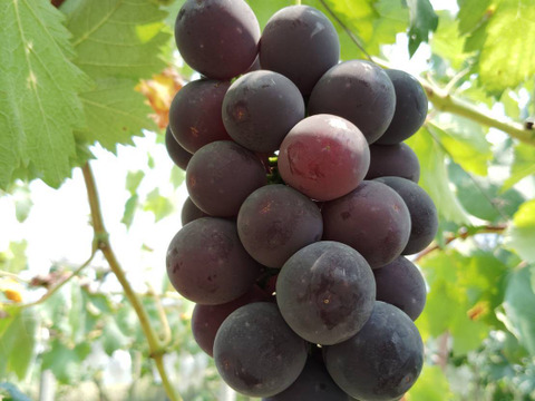 岡山県産グロースクローネ1キロ(2〜3房)