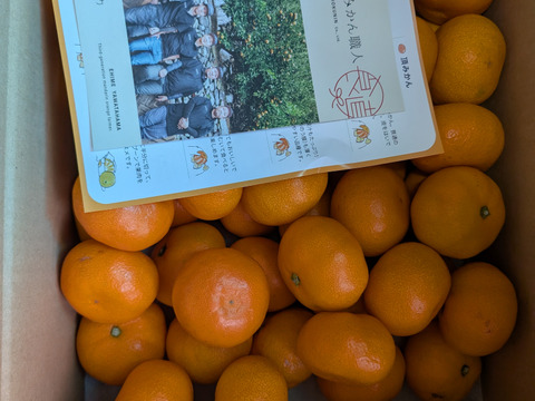 【訳あり】頂みかん5ｋｇ