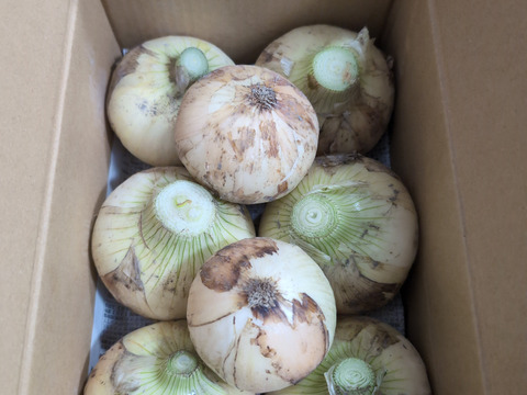 春の訪れ！淡路島の新玉ねぎ【キラ玉クリスタル（2kg）】