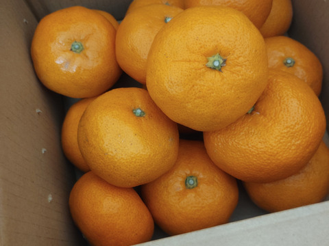 【予約】"完熟貯蔵”ずっしり濃いコク！青島みかん🍊箱込み2ｋｇ　本州の方限定