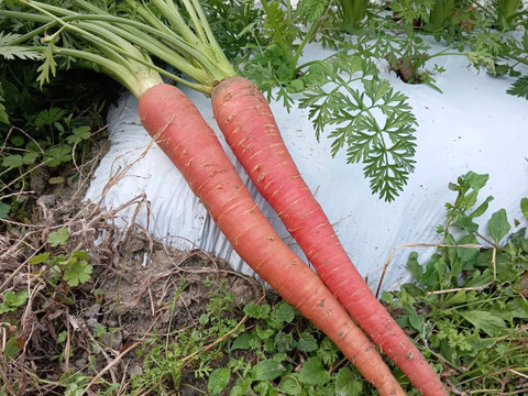 自然栽培　農薬不使用無肥料固定種 金時人参　【金時人参】2キロ　農園からほりたて土付き直送　固定種金時人参