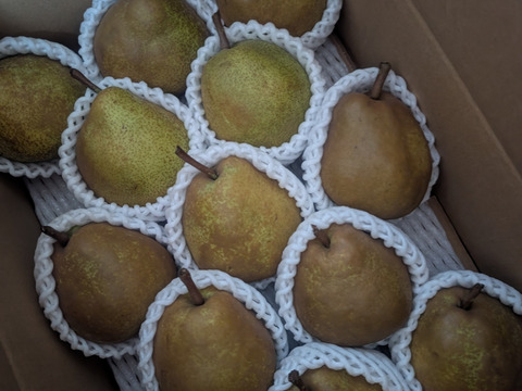 こだわり栽培 3kg ラ・フランス　家庭用　10〜18玉入り　生食・加工用どちらでも　山形県産西洋梨ラフランス