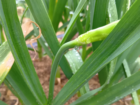 今が旬！ホワイト6片　にんにくの芽1kg　栽培中・化成肥料農薬不使用
