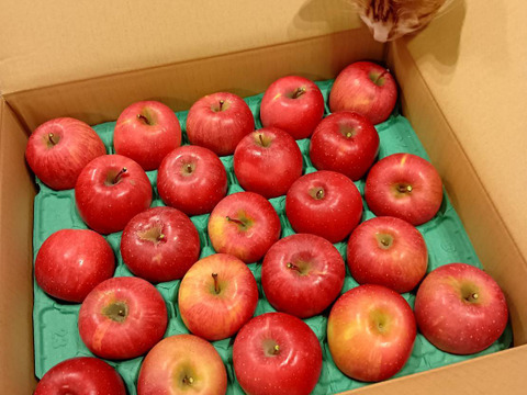 りんごグランプリ2025最高金賞1位🎊  サンふじ 5キロ箱小玉 食べきりサイズ20〜33玉程度 ID56576 長野県 信州 安曇野 リンゴ 幻 予約 希少 旬 甘い