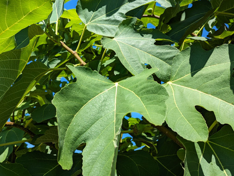いちじくの葉　100枚