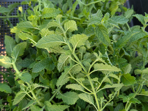 香り豊かなストロベリーミント フレッシュ 50g