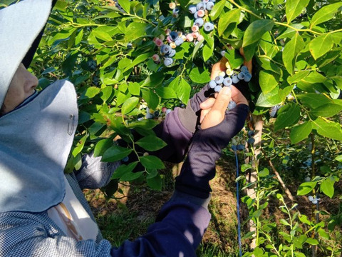 【農薬・化学肥料不使用】完熟！しあわせのブルーベリー（生食用）100g×6p