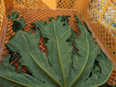 【健康気遣うあなたへ】"パパイヤの実　2kg（3~6個）& "パパイヤの葉っぱ　2枚"〜なんだこの木は？〜（天日干し出来る方限定 ）from 名水の里　神奈川県秦野市