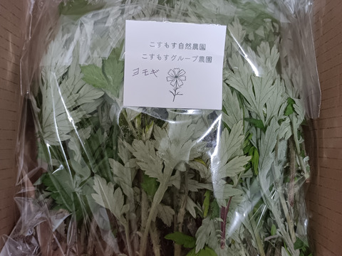 よもぎ生葉🌿30本（30苗）（約200g）以上🌿蓬☆上から15cmの柔らかいヨモギ🌿和ハーブ「ハーブの女王」高いデトックス・冷え性改善、抗酸化作用ビタミンK鉄分クロロフィル☆畑横の人が通らない林