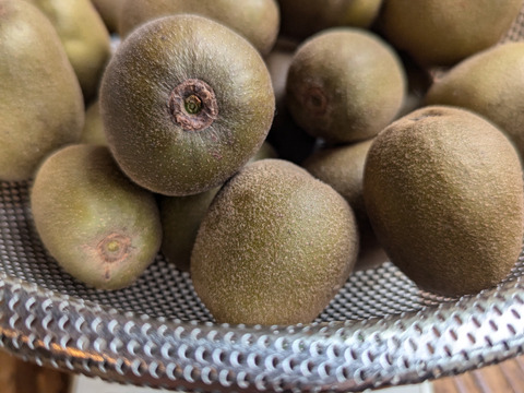 【希少品種】М〜Ｌキーウィ ・レインボーレッド　1kg