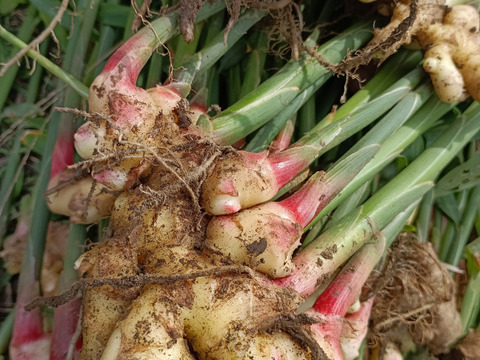 リニューアル！【ハーブティーがお好きな方に！リセット&リカバリー！】体と心に沁み渡る豊かな香りと味わい！ブレンドハーブティーバッグ3包（植物由来ティーバッグ使用、農薬化学肥料不使用）ノンカフェイン