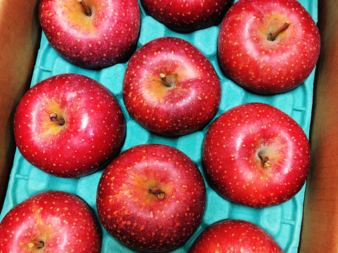 2026年度産予約開始🙇このりんご絶対食べて欲しい‼️甘くて芳醇な香り🍎千雪りんご6キロ