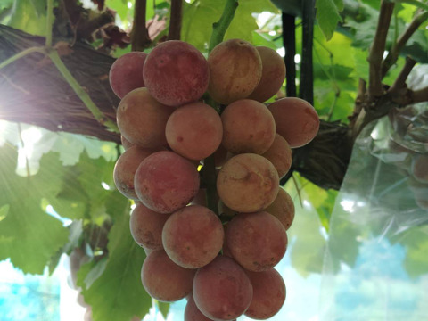 【バラ粒】訳あり 安芸クイーン2kg