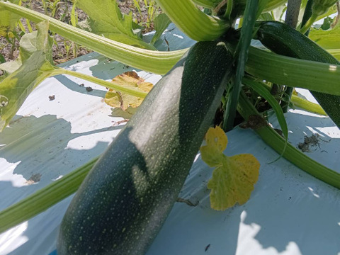 【淡路島 自然栽培 固定種 ズッキーニ】2キロ 無肥料 農薬不使用　サラダにお新香、グリルにソテー、緑色白ズッキーニ（UFO）食べ比べ