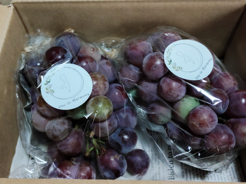 丹波産ぶどう（藤稔）500g以上×2房 農薬、化学肥料不使用。ホルモン剤