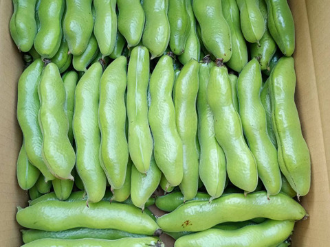 茨城県産 ソラマメ 三粒鞘 約4kg 鞘付 朝収穫して当日発送
