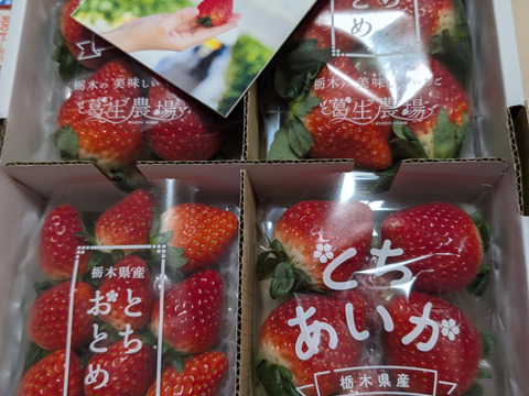 【新旧対決？】とちぎのいちご『とちあいか』・『とちおとめ』2種食べ比べセット（4パック）（260ｇ×4パック）【いちご食べ比べ】「熨斗対応可」