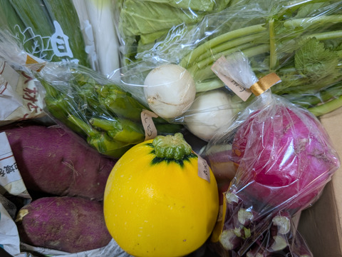 【定期便】旬の野菜セット(春の葉物野菜・イタリア野菜)箱込み1.6kg