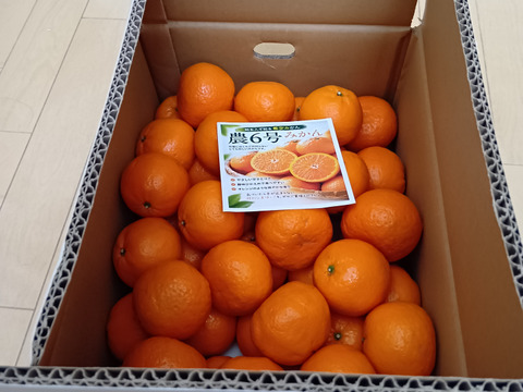 甘みとコクが楽しめる 農6号みかん 約5kg（希少柑橘）サイズ：おまかせ（2S以上）